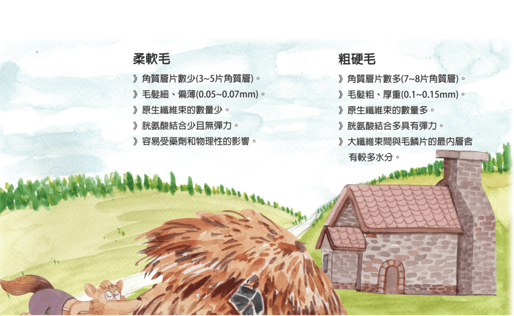毛髮的「粗細」由什麼來決定？